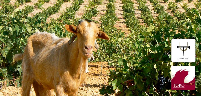 Hacienda Terra d'Uro, Toro DO